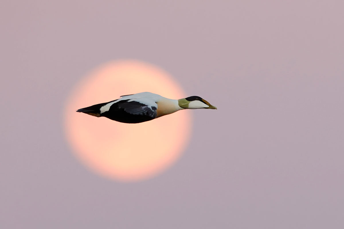 Eider-01.jpg