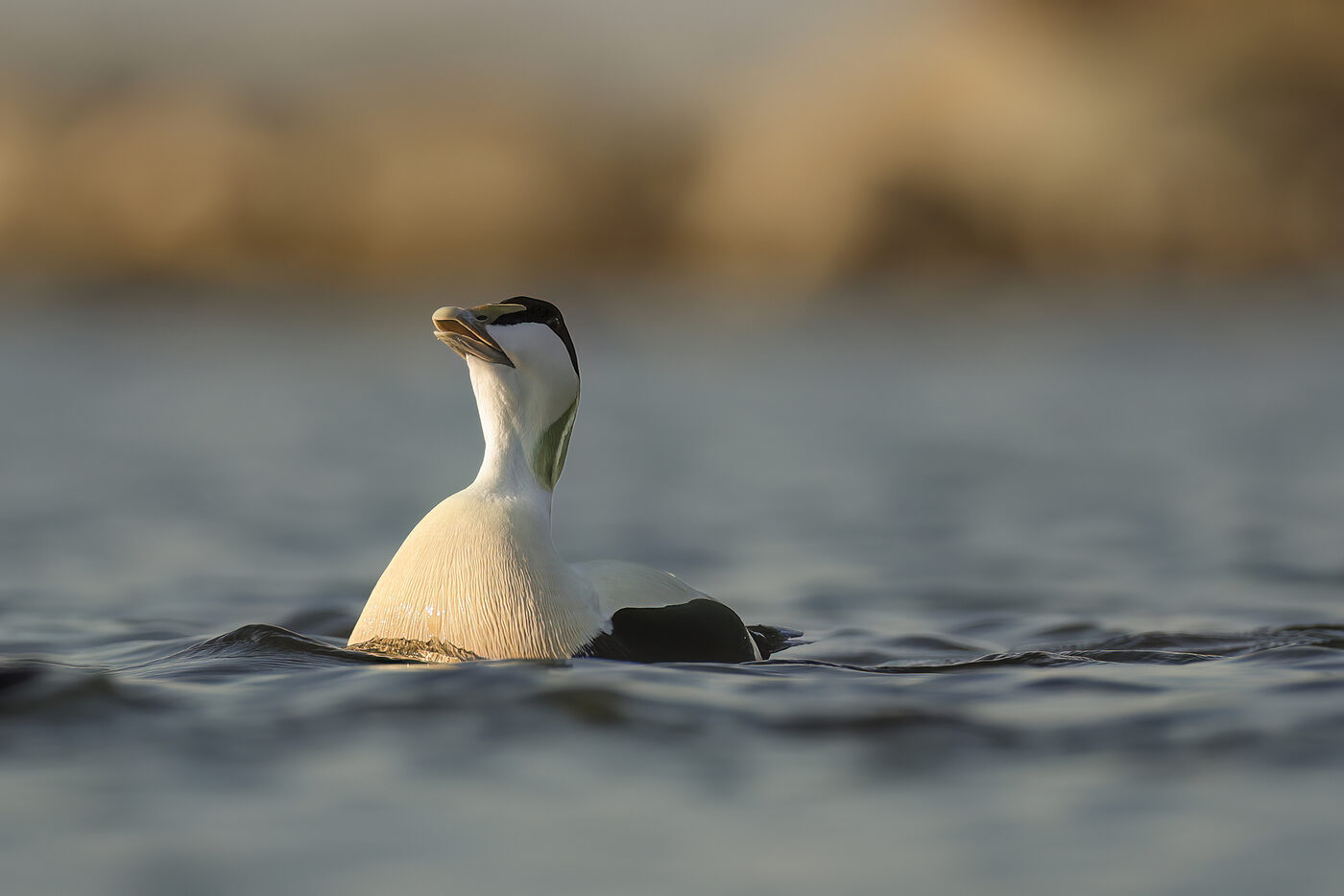Eider-021.jpg
