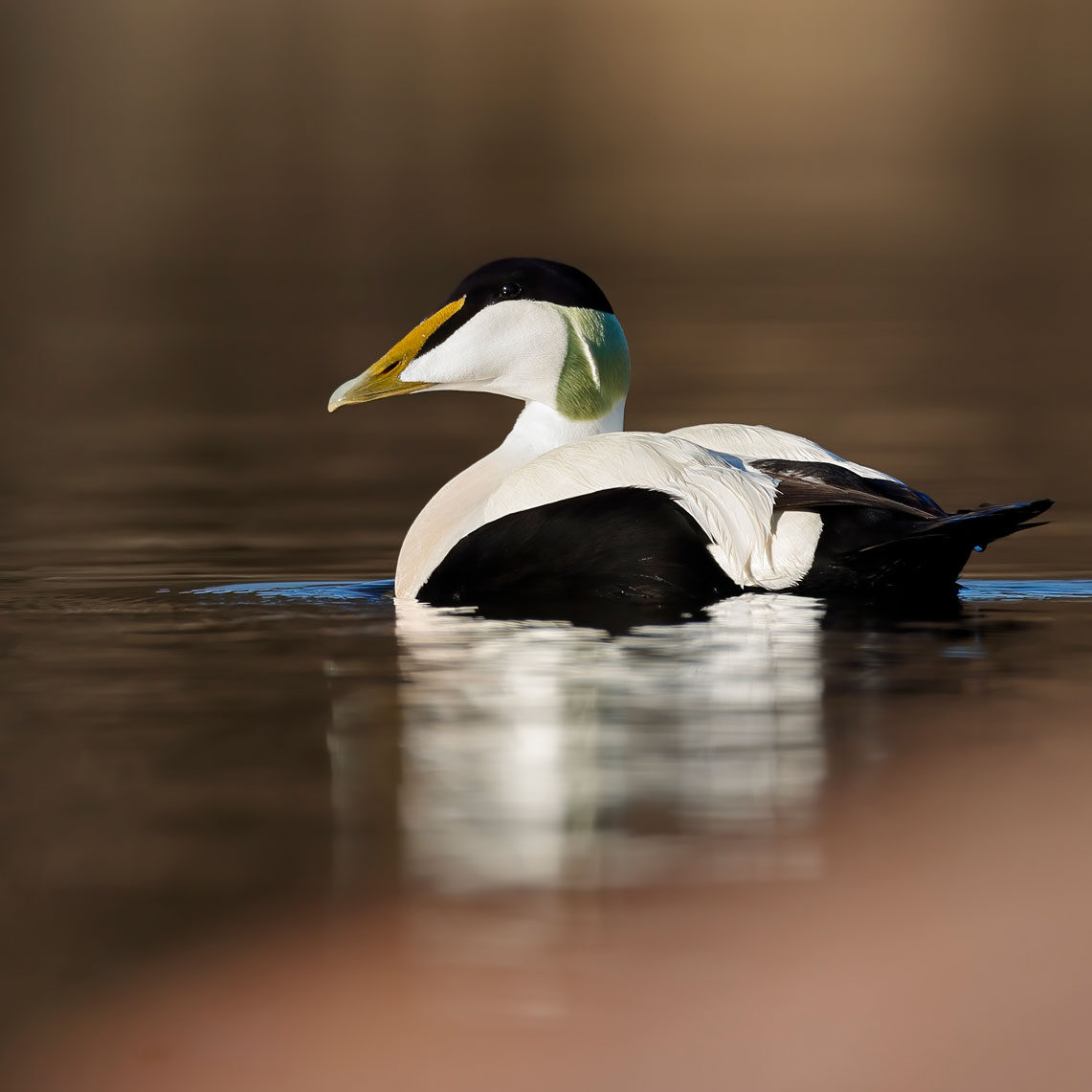 Eider-03.jpg