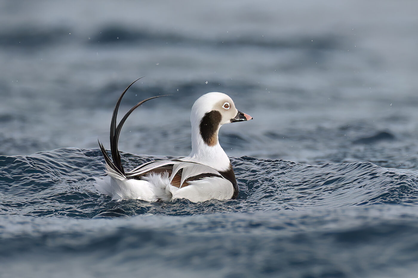 Eider-041.jpg