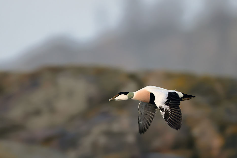 Eider-05.jpg