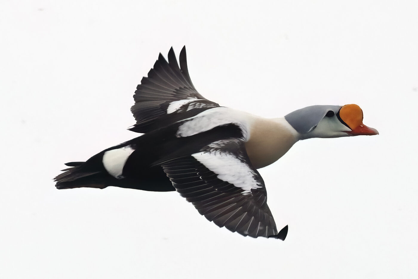 Eider-06.jpg