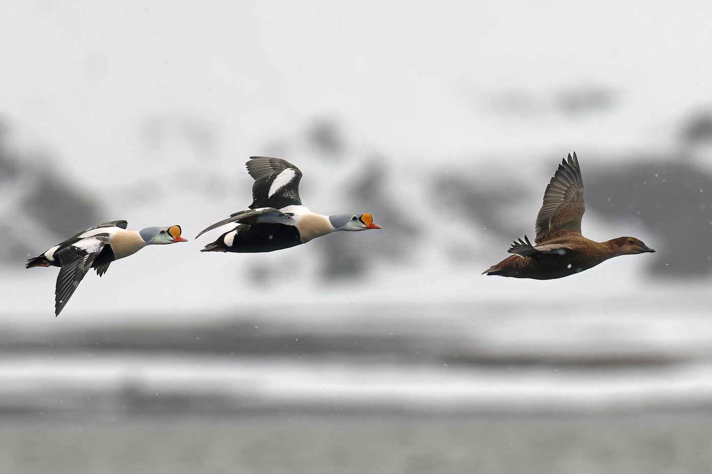 Eider-081.jpg