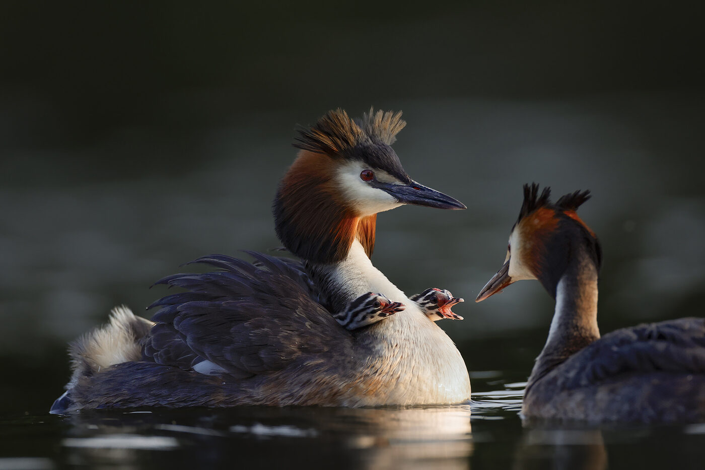 Grebe-01.jpg