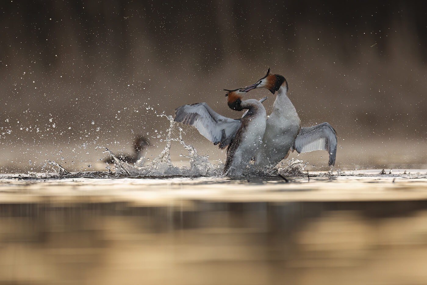 grebe-02.jpg