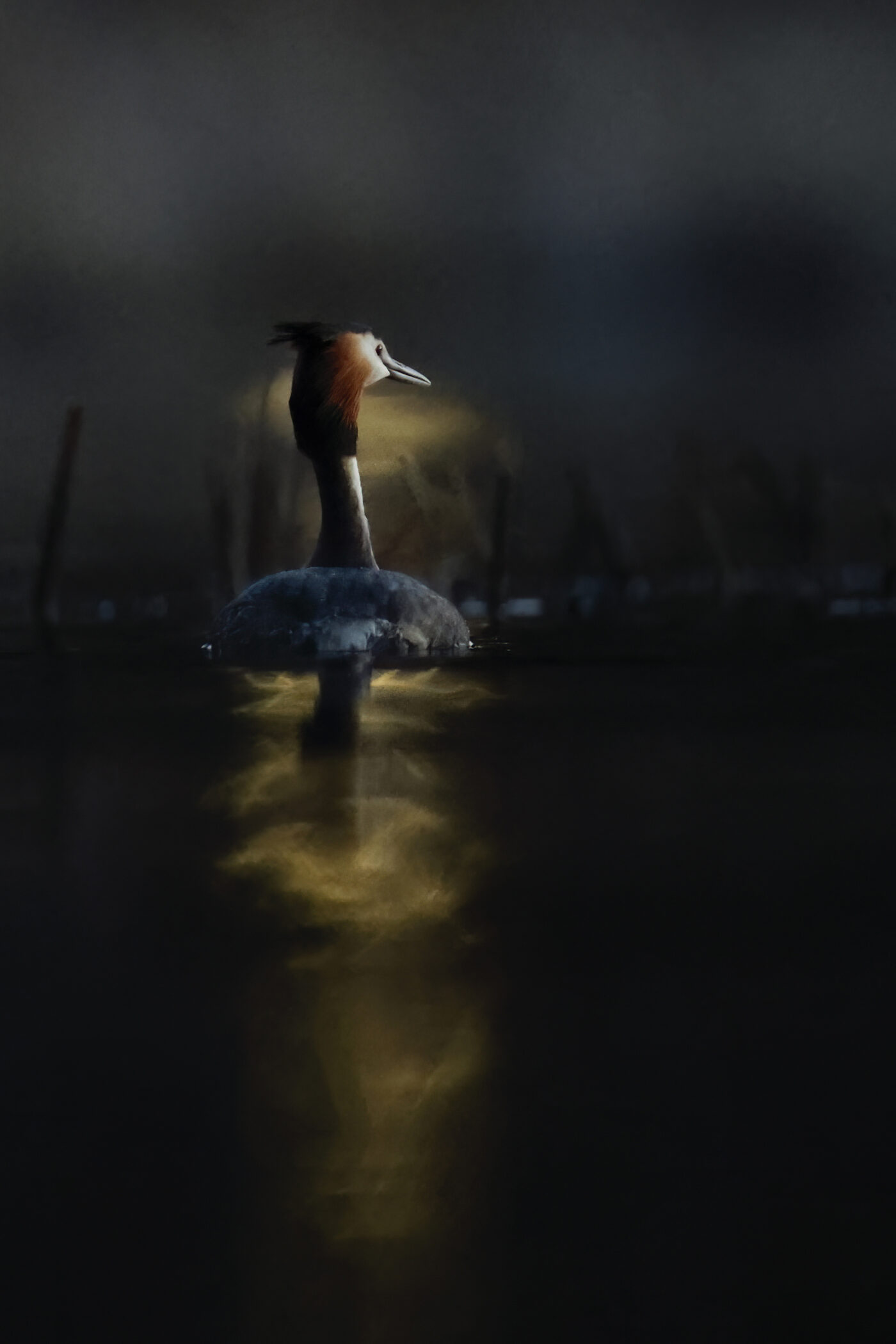 grebe-03.jpg