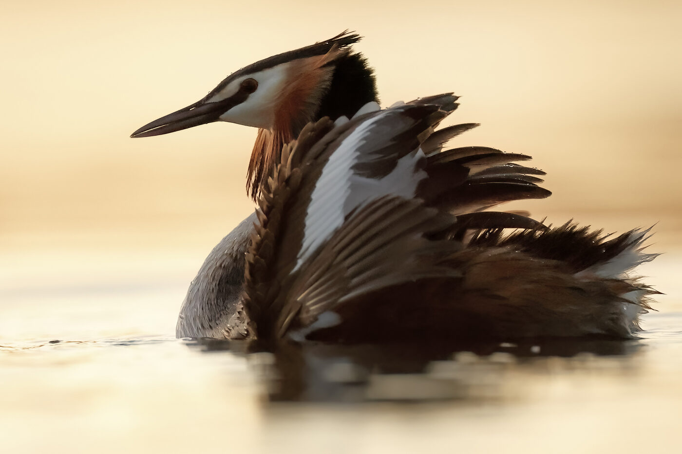 grebe-04.jpg