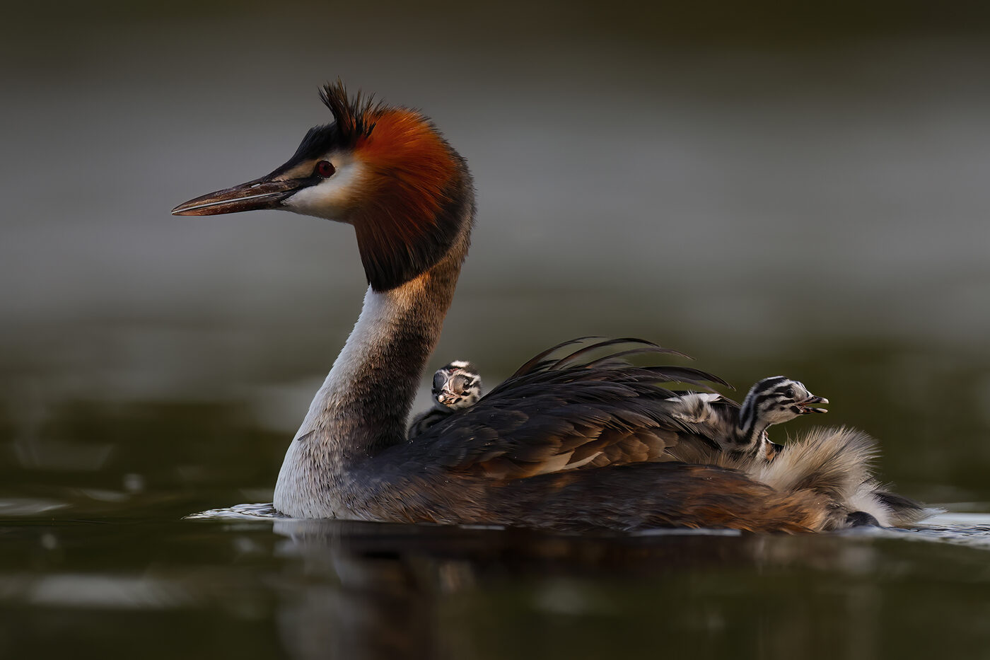 grebe-05.jpg