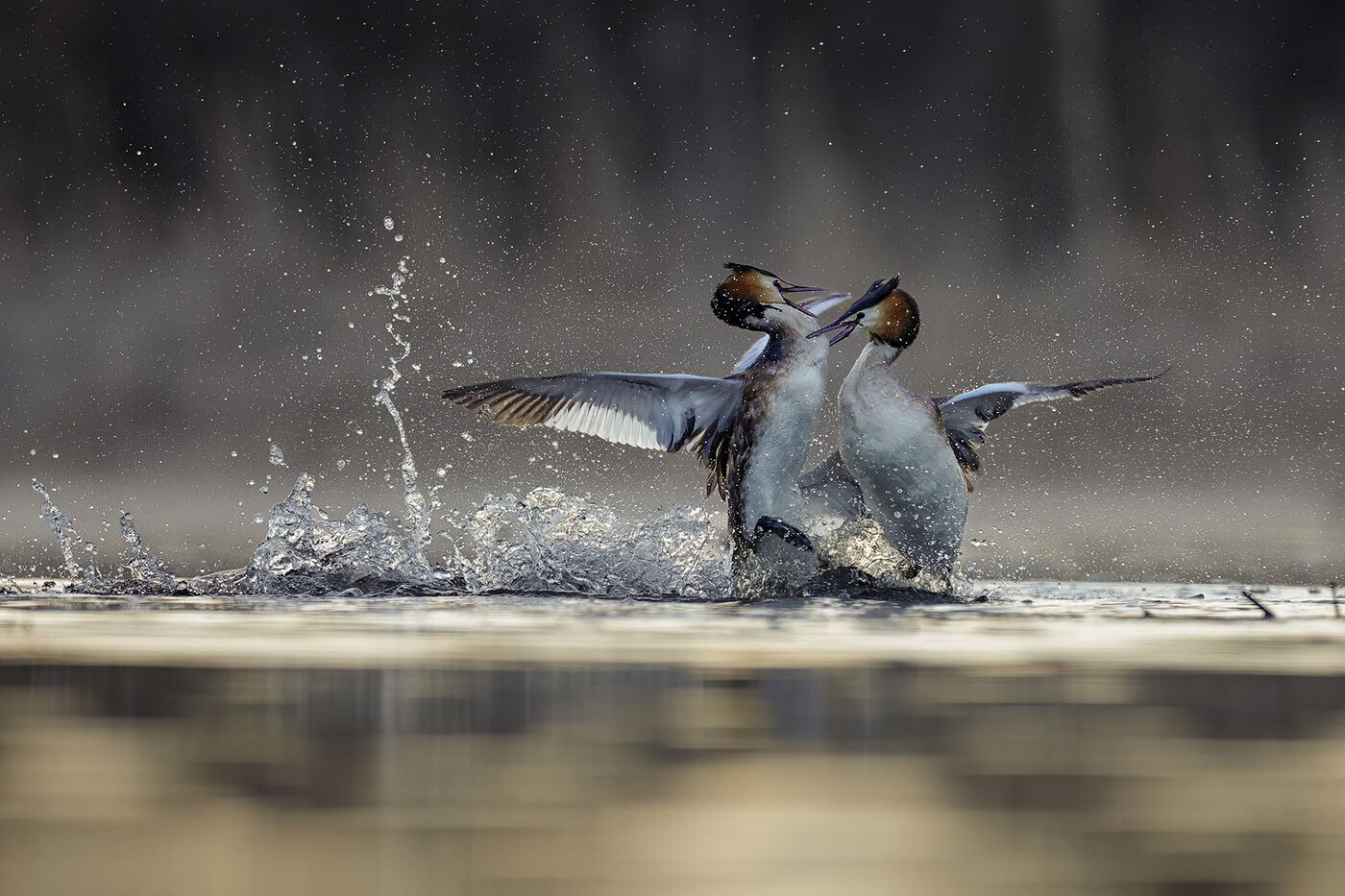 grebe-06.jpg