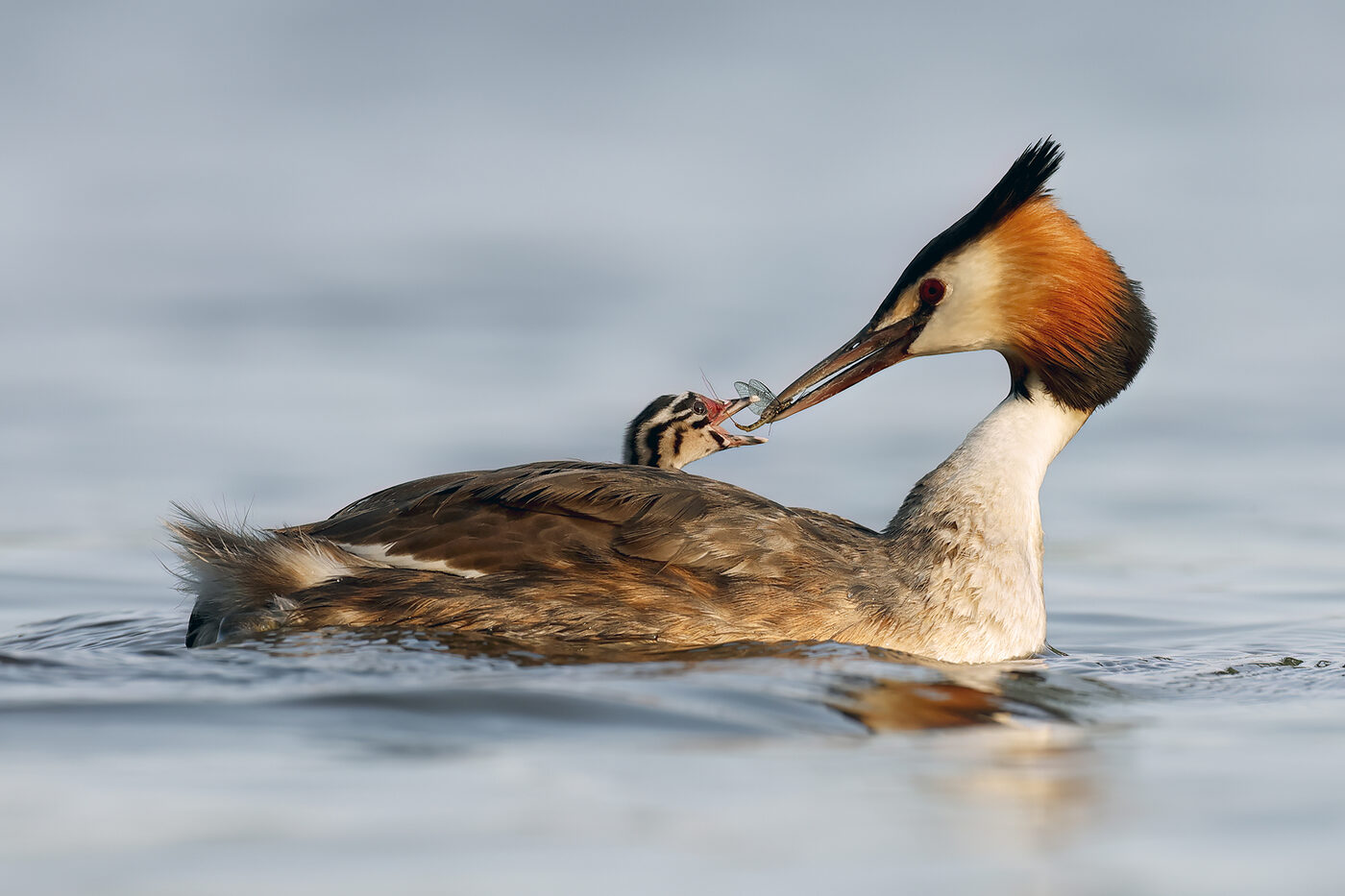 grebe-07.jpg