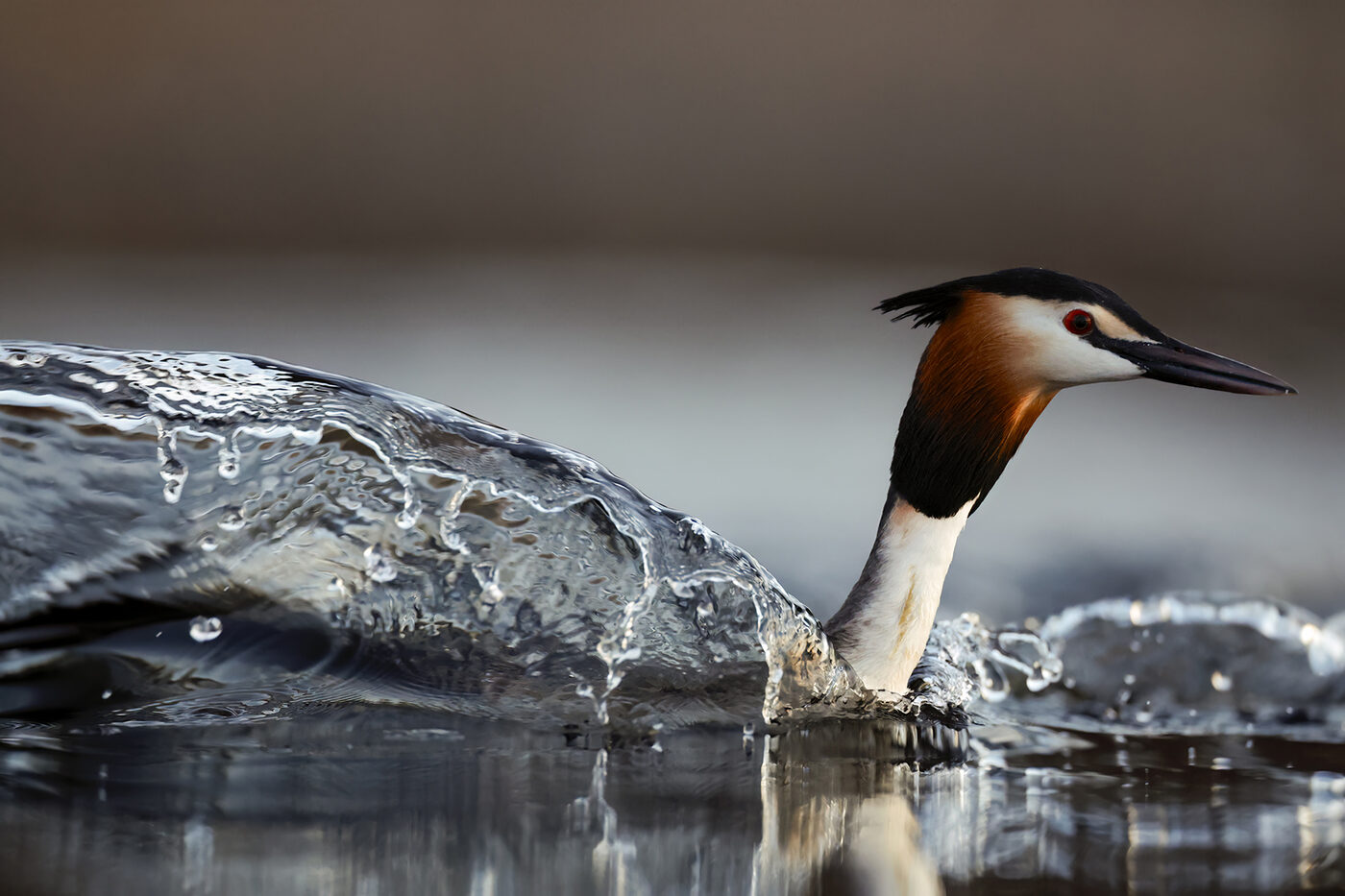 grebe-08.jpg