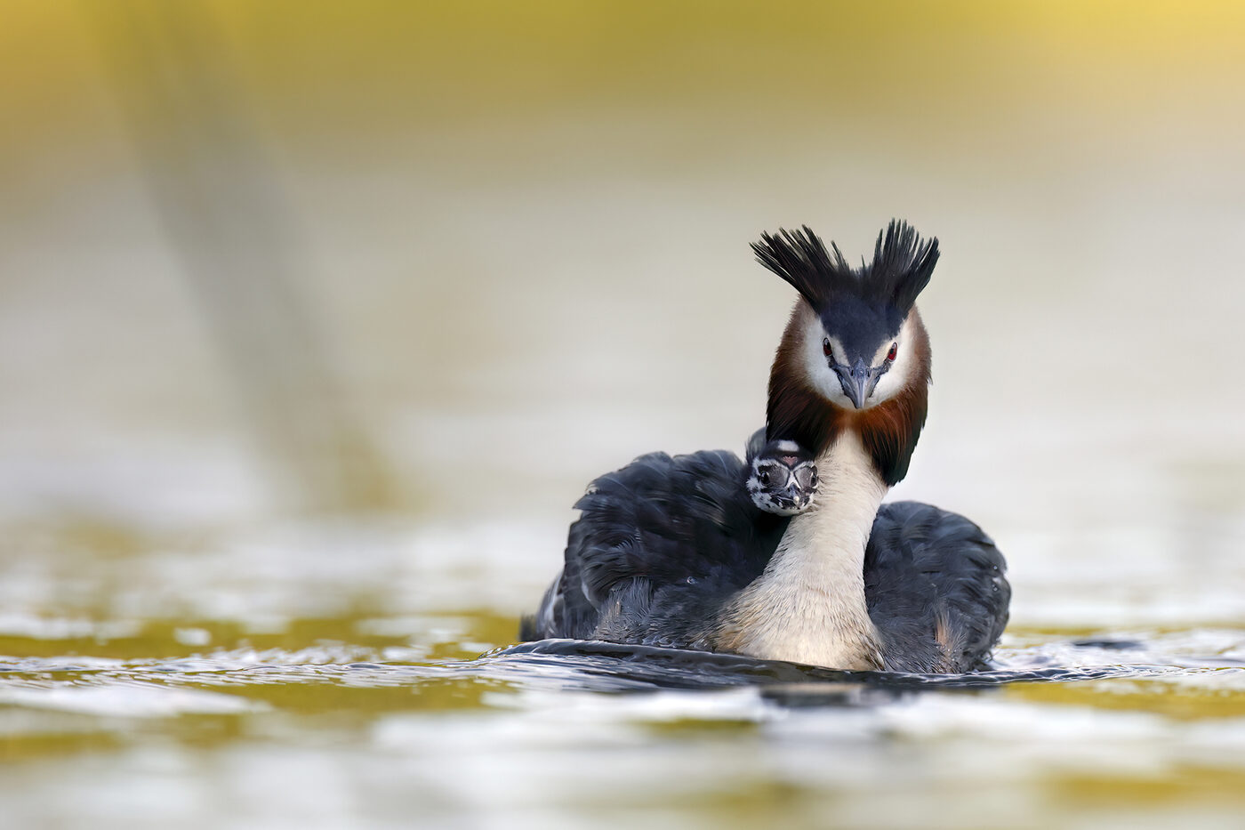 grebe-09.jpg