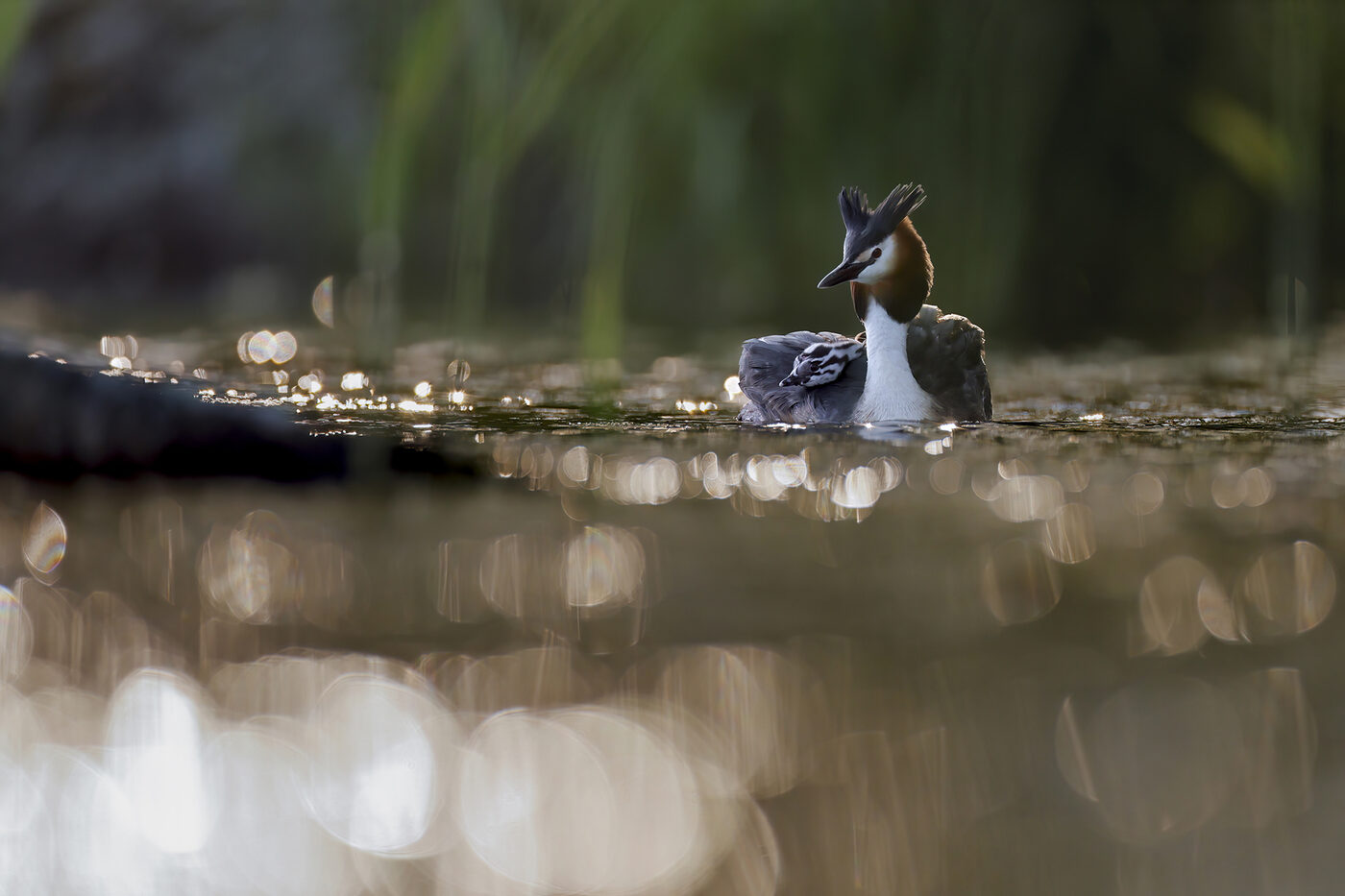 grebe-10.jpg