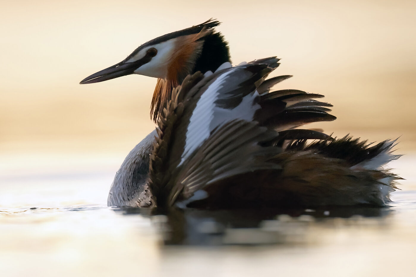 grebe-11.jpg