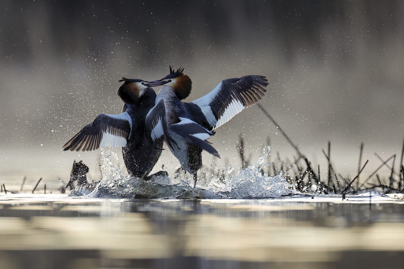 grebe-12.jpg