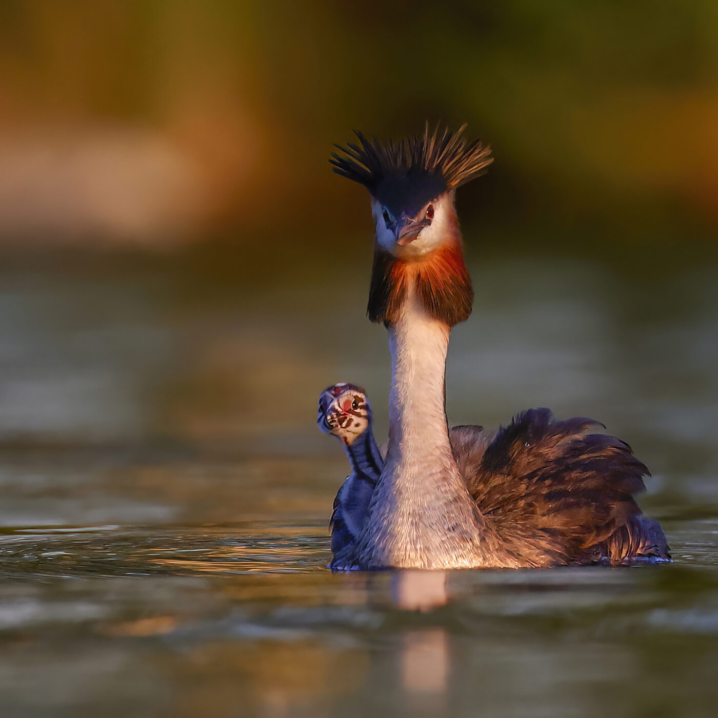 grebe-13.jpg