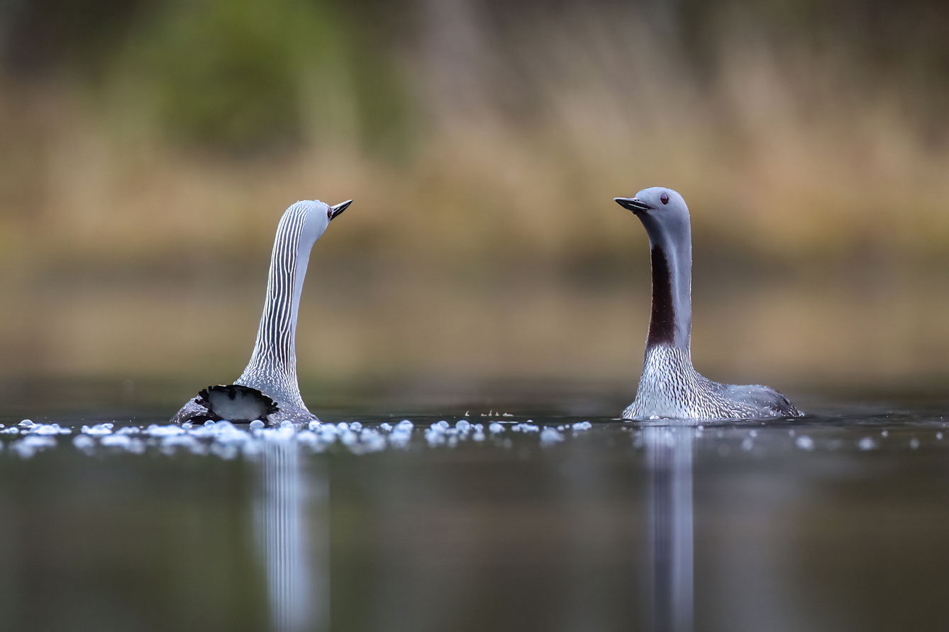 loon-r-003.jpg