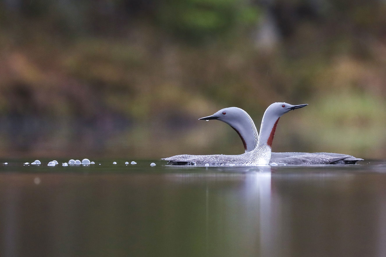 loon-r-004.jpg