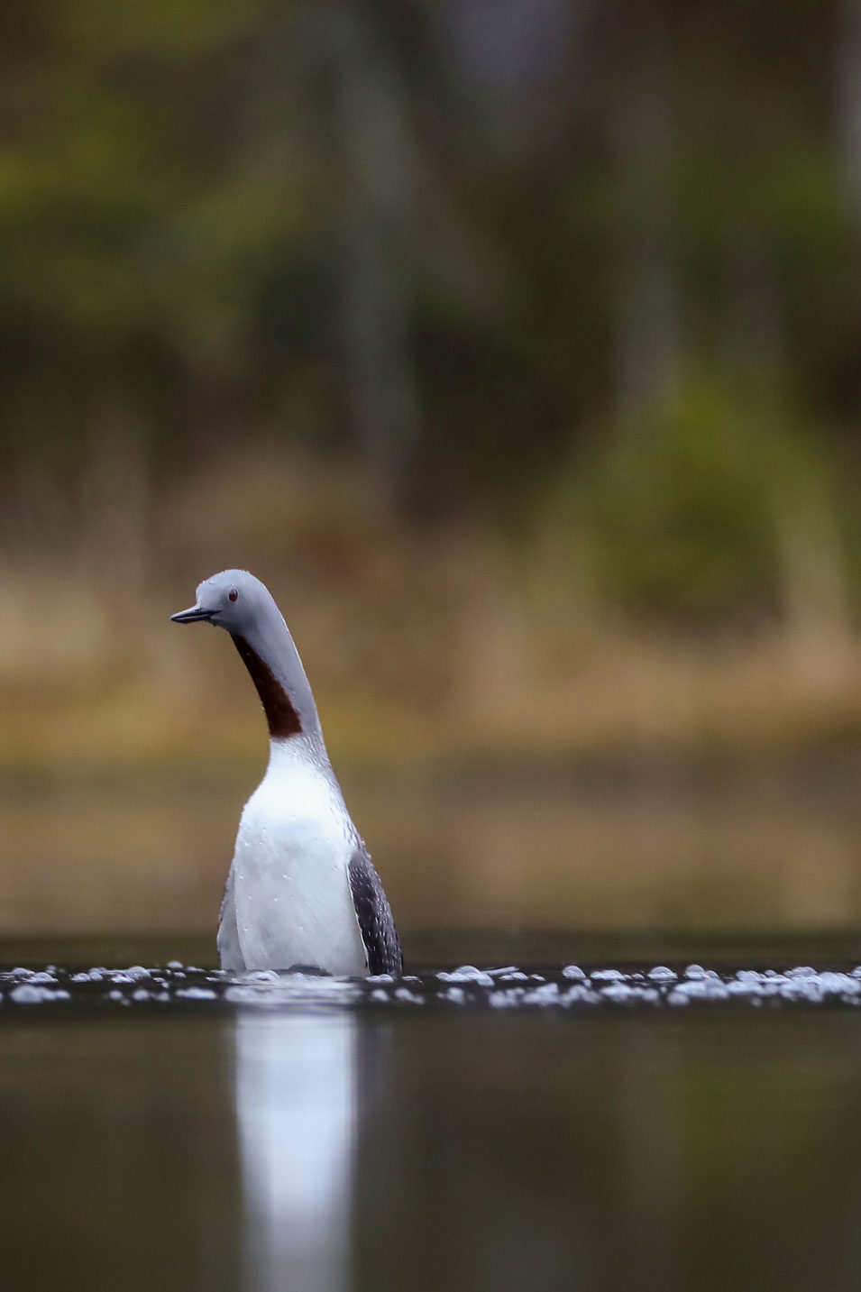loon-r-005.jpg