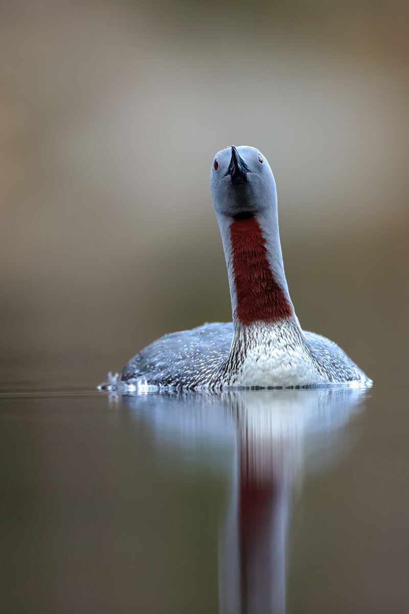 loon-r-006.jpg