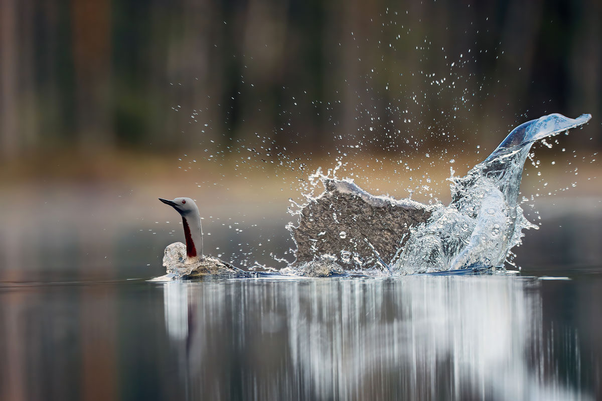 loon-r-010.jpg