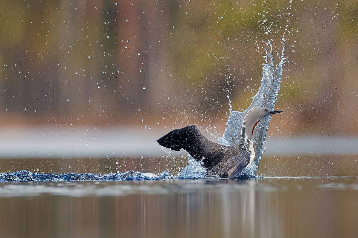 loon-r-011.jpg