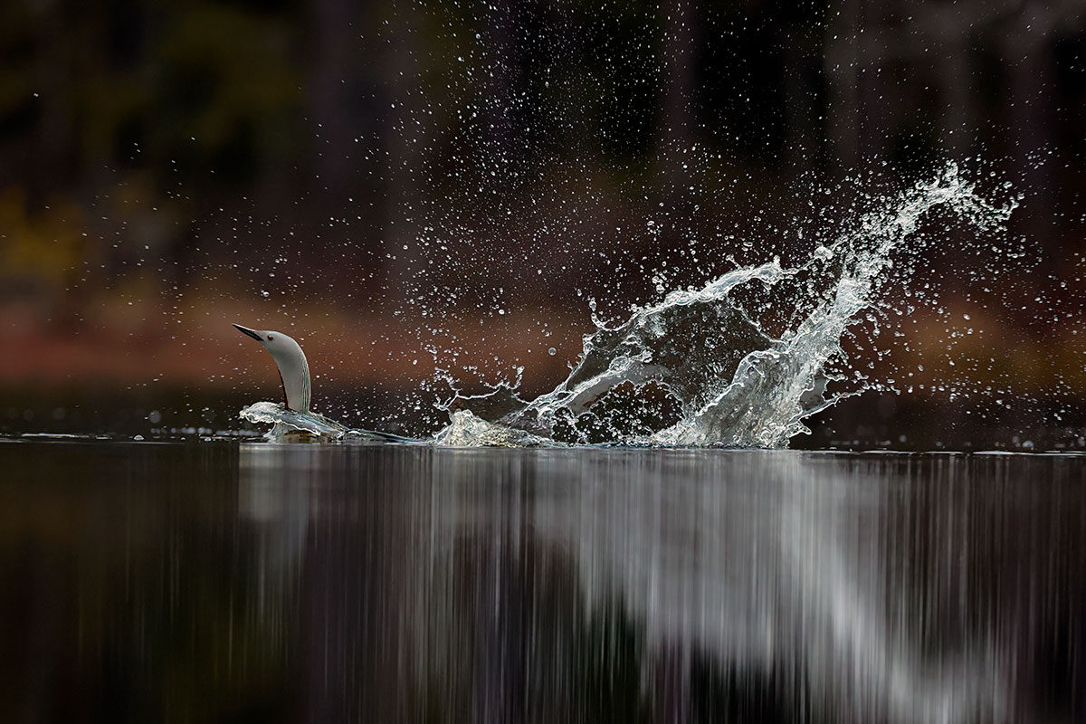 loon-r-013.jpg