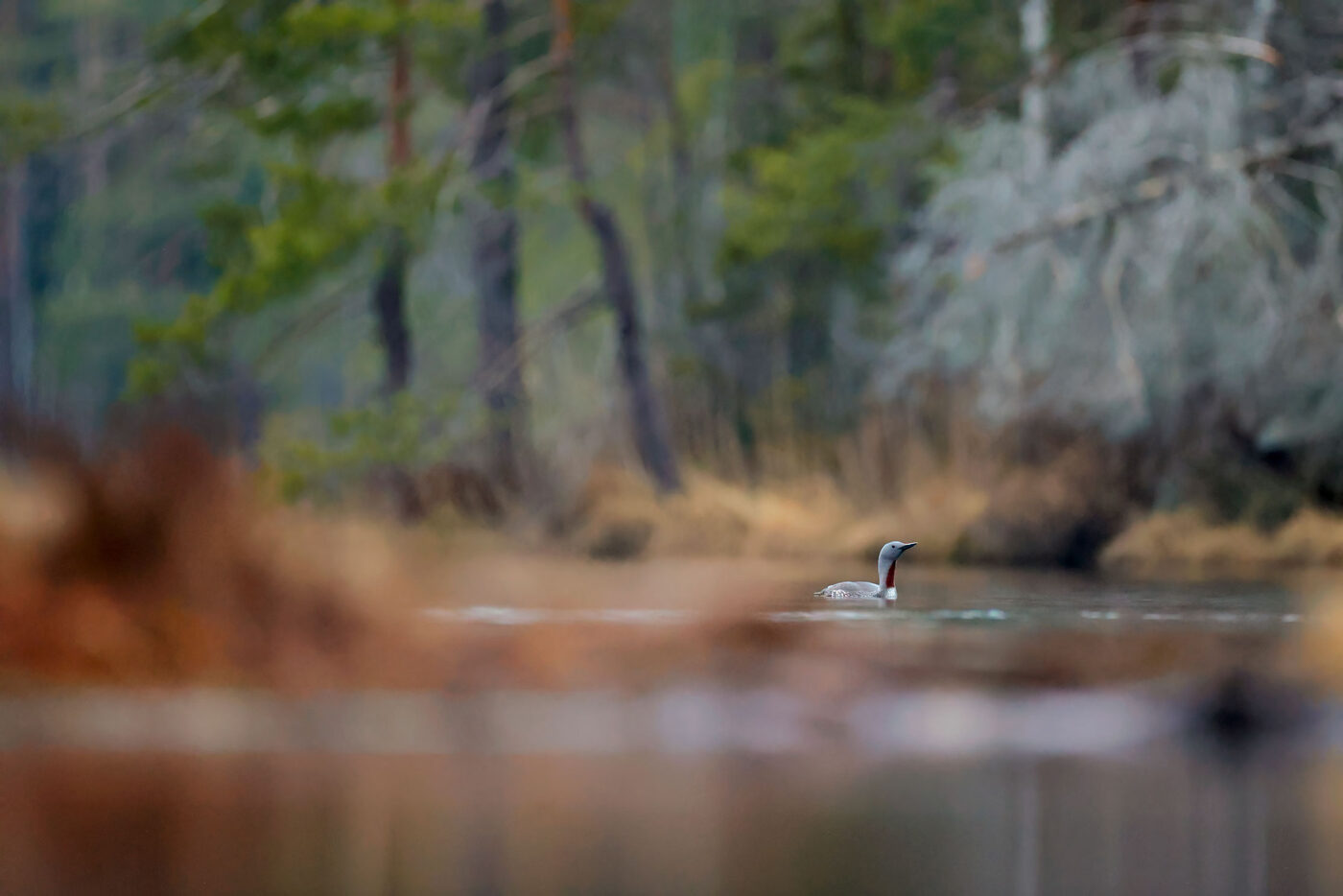 loon-r-02.jpg