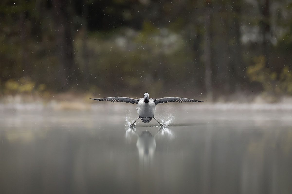 loon-r-021.jpg