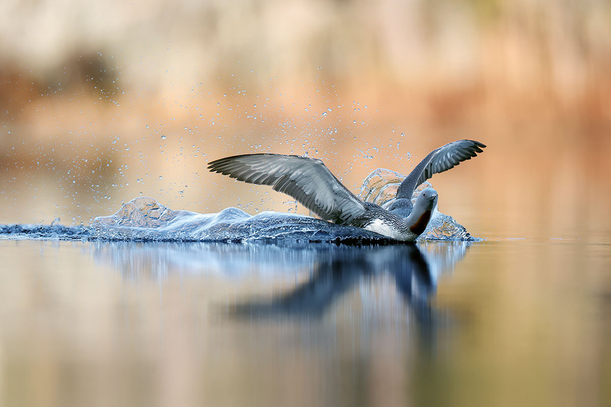 loon-r-028.jpg
