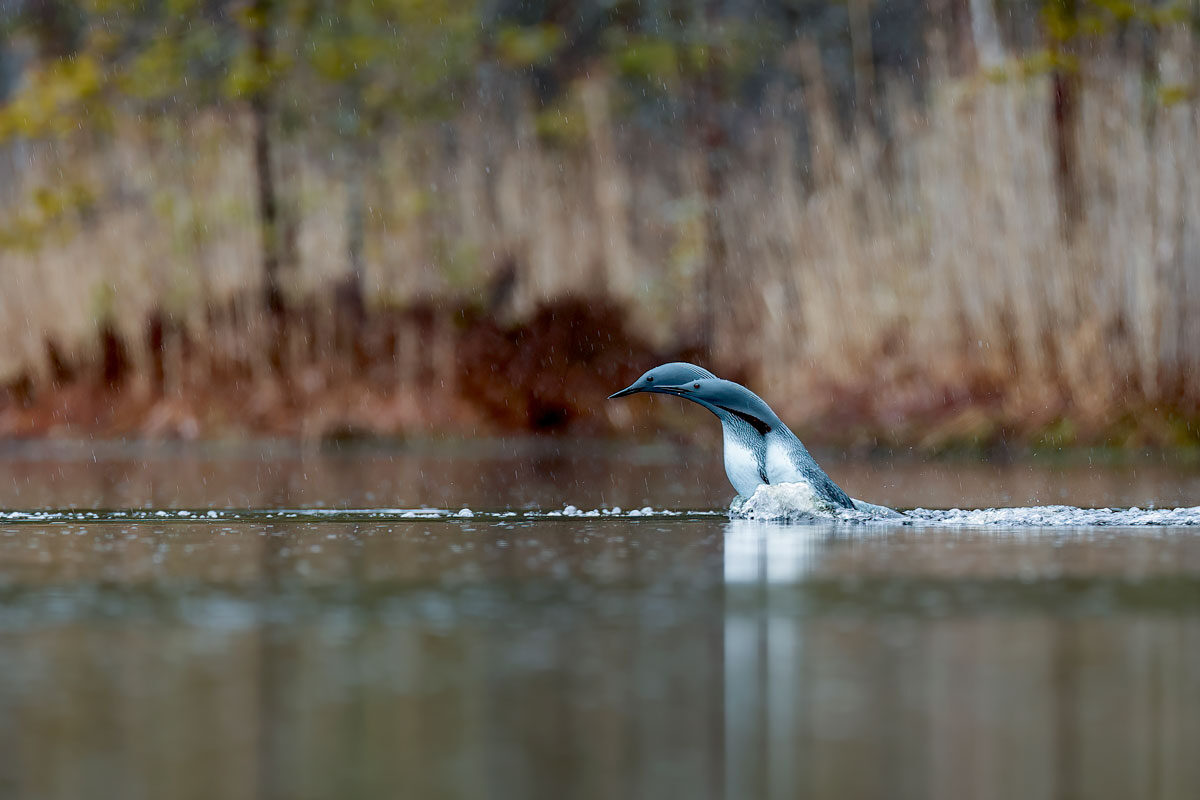 loon-r-03.jpg