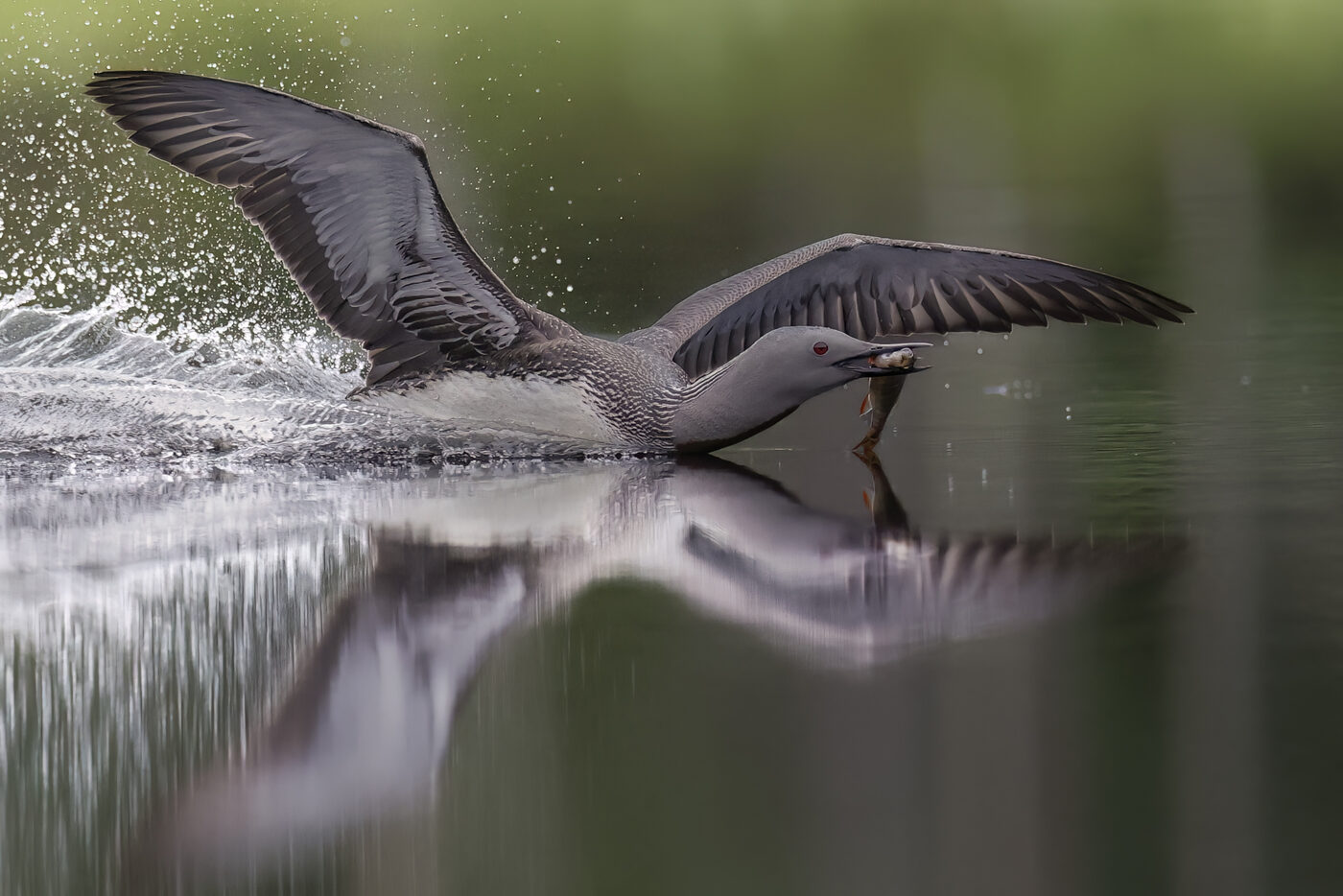 loon-r-04.jpg