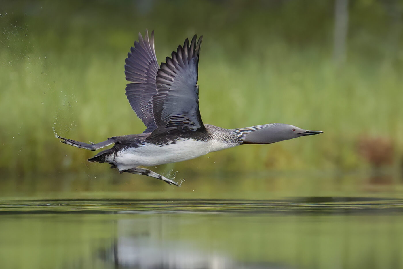 loon-r-07.jpg