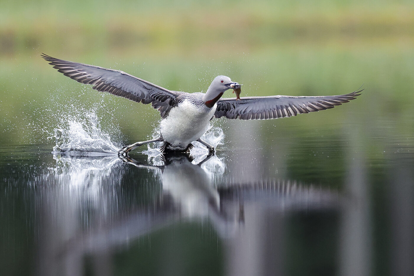 loon-r-08.jpg